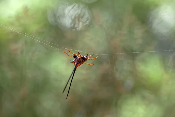 Aranha Tecelã Chifres Longos Vive Predominantemente Floresta Primária Como Membros — Fotografia de Stock