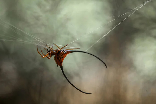 Araignée Cornes Longues Vit Principalement Dans Forêt Primaire Tant Que — Photo