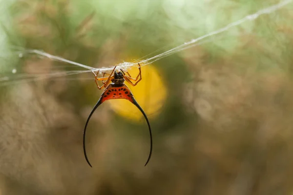 Araignée Cornes Longues Vit Principalement Dans Forêt Primaire Tant Que — Photo