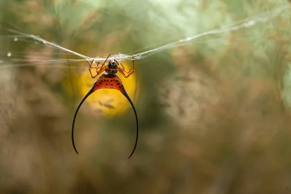 Long-horned orb-weaver spider lives predominantly in primary forest. As members of the orb-weaver family of spiders, these amazing creatures build the typical circular web of their cousins across pathways so you can walk into them in the dark.