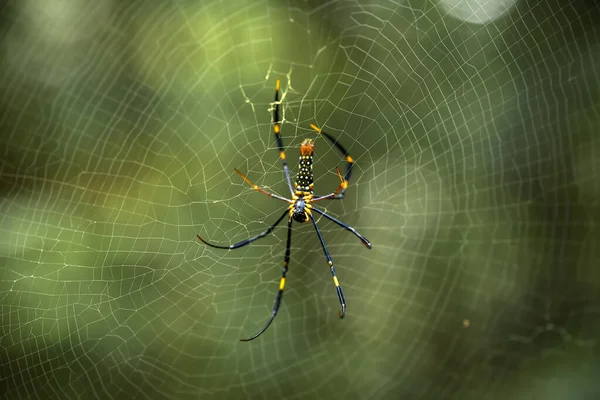 Araignée Cornes Longues Vit Principalement Dans Forêt Primaire Tant Que — Photo