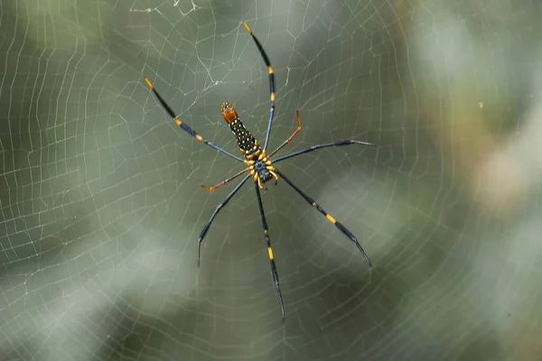 Araña Tejedora Orbes Cuernos Largos Vive Predominantemente Bosque Primario Como — Foto de Stock