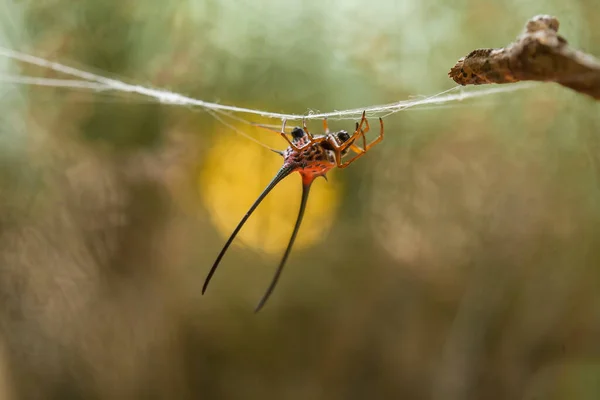 Araña Tejedora Orbes Cuernos Largos Vive Predominantemente Bosque Primario Como — Foto de Stock