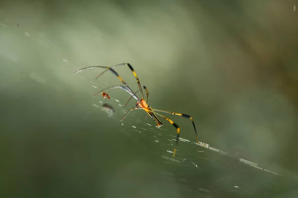 Long-horned orb-weaver spider lives predominantly in primary forest. As members of the orb-weaver family of spiders, these amazing creatures build the typical circular web of their cousins across pathways so you can walk into them in the dark.