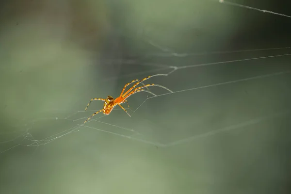 Araignée Cornes Longues Vit Principalement Dans Forêt Primaire Tant Que — Photo