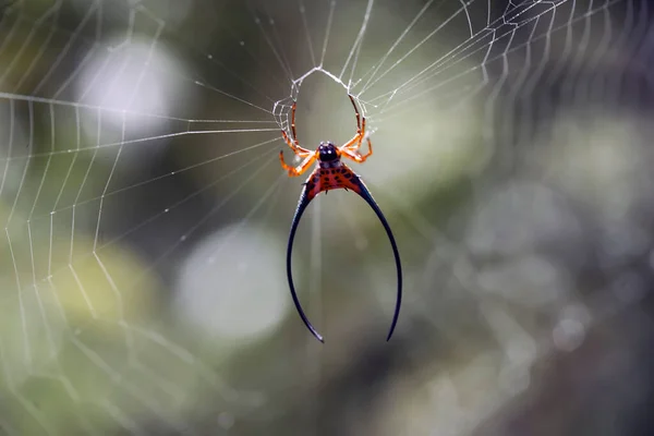 Aranha Tecelã Chifres Longos Vive Predominantemente Floresta Primária Como Membros — Fotografia de Stock