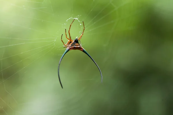 长角球织蜘蛛主要生活在原始森林中 作为蜘蛛网织布族的一员 这些神奇的生物建立了一个典型的环状蜘蛛网 由它们的堂兄弟组成 穿过小径 这样你就能在黑暗中走进它们 — 图库照片