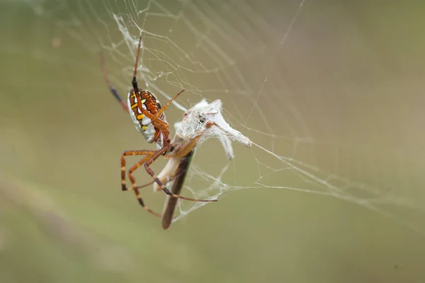 Long-horned orb-weaver spider lives predominantly in primary forest. As members of the orb-weaver family of spiders, these amazing creatures build the typical circular web of their cousins across pathways so you can walk into them in the dark.