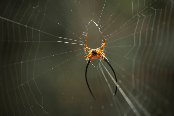 Araignée Cornes Longues Vit Principalement Dans Forêt Primaire Tant Que — Photo