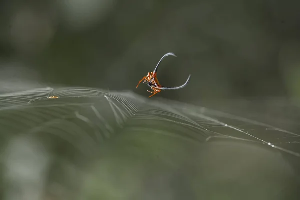 Aranha Tecelã Chifres Longos Vive Predominantemente Floresta Primária Como Membros — Fotografia de Stock