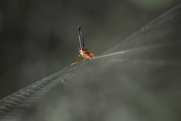 Araignée Cornes Longues Vit Principalement Dans Forêt Primaire Tant Que — Photo