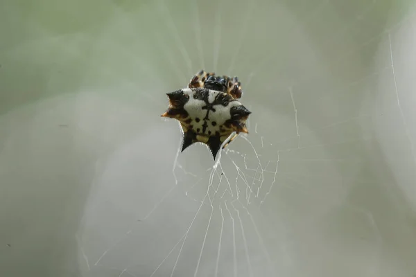 Araña Tejedora Orbes Cuernos Largos Vive Predominantemente Bosque Primario Como — Foto de Stock