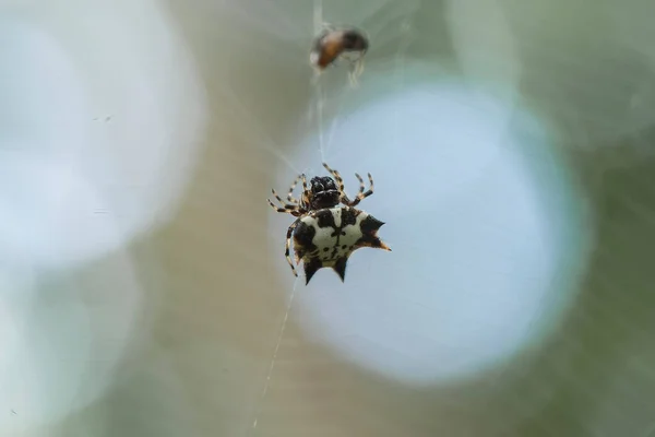 Aranha Tecelã Chifres Longos Vive Predominantemente Floresta Primária Como Membros — Fotografia de Stock