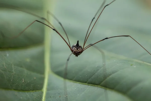Long Horned Orb Weaver Spider Lives Predominantly Primary Forest Members — Stock Photo, Image