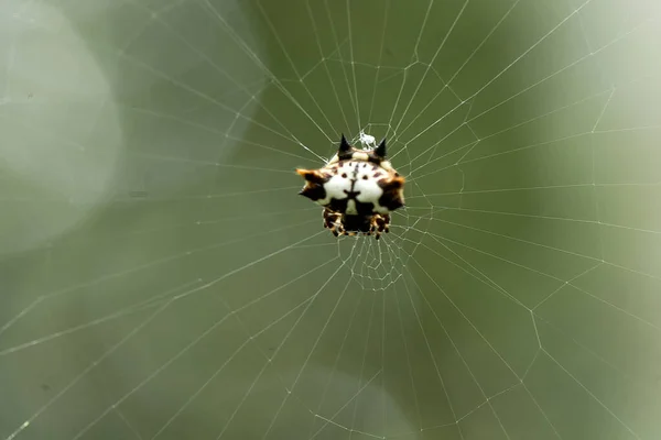 Aranha Tecelã Chifres Longos Vive Predominantemente Floresta Primária Como Membros — Fotografia de Stock