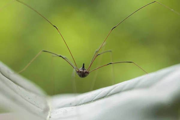Long Horned Orb Weaver Spider Lives Predominantly Primary Forest Members — Stock Photo, Image