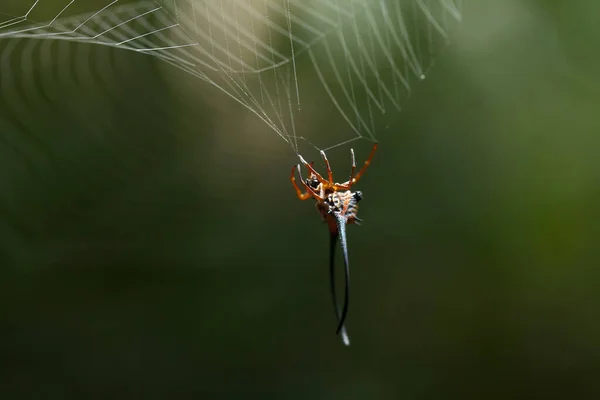 长角球织蜘蛛主要生活在原始森林中 作为蜘蛛网织布族的一员 这些神奇的生物建立了一个典型的环状蜘蛛网 由它们的堂兄弟组成 穿过小径 这样你就能在黑暗中走进它们 — 图库照片
