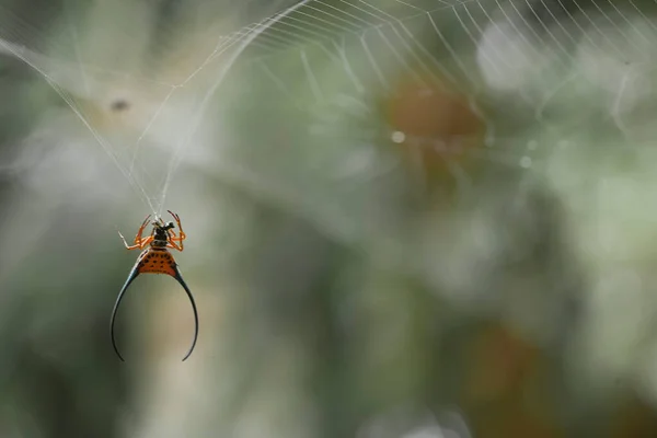 Araignée Cornes Longues Vit Principalement Dans Forêt Primaire Tant Que — Photo