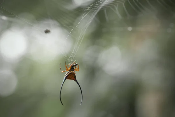 長い角を持つオーブウィーバークモは主に原生林に生息している 彼らのいとこの典型的な円形の網を構築するので暗闇の中で歩くことができます — ストック写真
