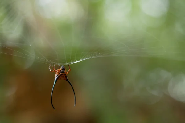 Araignée Cornes Longues Vit Principalement Dans Forêt Primaire Tant Que — Photo