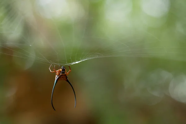 Aranha Tecelã Chifres Longos Vive Predominantemente Floresta Primária Como Membros — Fotografia de Stock