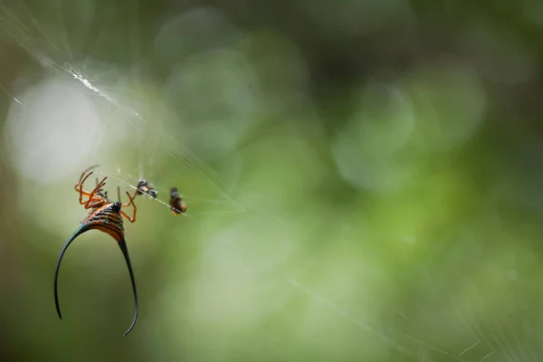 Hosszúszarvú Szövőpók Túlnyomórészt Őserdőben Mint Pókok Gömbszövő Családjának Tagjai Ezek — Stock Fotó