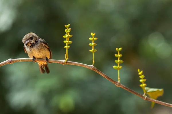 Dieser Kleine Vogel Lernt Immer Noch Fliegen Und Sitzt Kleinen — Stockfoto