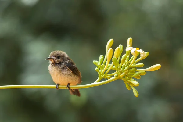 Küçük Kuş Hala Uçmayı Öğreniyor Etrafındaki Küçük Yerlere Tüneyerek Bir — Stok fotoğraf