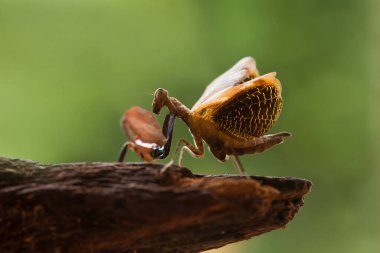Bu peygamber devesi, henüz tam olarak açılmamış olan eğrelti otunun ucundadır. Bu bitki tropikal ormanlarda yaygın olarak bulunur ve bu peygamber devesi avını beklediği için mutludur..