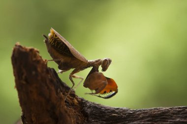 Bu peygamber devesi, henüz tam olarak açılmamış olan eğrelti otunun ucundadır. Bu bitki tropikal ormanlarda yaygın olarak bulunur ve bu peygamber devesi avını beklediği için mutludur..