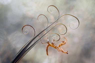 Bu peygamber devesi, henüz tam olarak açılmamış olan eğrelti otunun ucundadır. Bu bitki tropikal ormanlarda yaygın olarak bulunur ve bu peygamber devesi avını beklediği için mutludur..