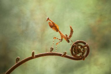 Bu peygamber devesi, henüz tam olarak açılmamış olan eğrelti otunun ucundadır. Bu bitki tropikal ormanlarda yaygın olarak bulunur ve bu peygamber devesi avını beklediği için mutludur..