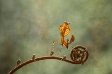 Bu peygamber devesi, henüz tam olarak açılmamış olan eğrelti otunun ucundadır. Bu bitki tropikal ormanlarda yaygın olarak bulunur ve bu peygamber devesi avını beklediği için mutludur..