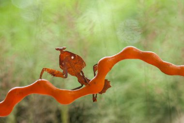 Bu peygamber devesi, henüz tam olarak açılmamış olan eğrelti otunun ucundadır. Bu bitki tropikal ormanlarda yaygın olarak bulunur ve bu peygamber devesi avını beklediği için mutludur..