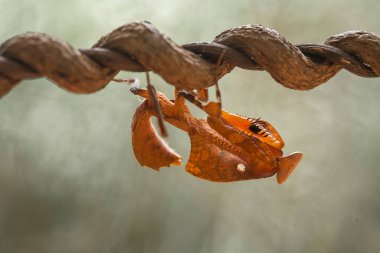 Bu peygamber devesi, henüz tam olarak açılmamış olan eğrelti otunun ucundadır. Bu bitki tropikal ormanlarda yaygın olarak bulunur ve bu peygamber devesi avını beklediği için mutludur..