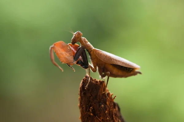 Diese Gottesanbeterin Befindet Sich Oberhalb Der Spitze Der Farnpflanze Die — Stockfoto