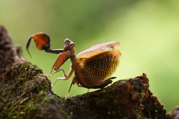 Mantis Tip Fern Plant Has Yet Fully Opened Plant Widely — Stock Photo, Image