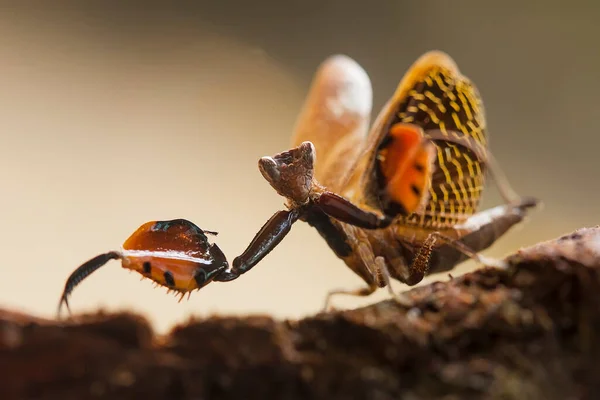 Esta Mantis Está Por Encima Punta Planta Helecho Que Aún — Foto de Stock