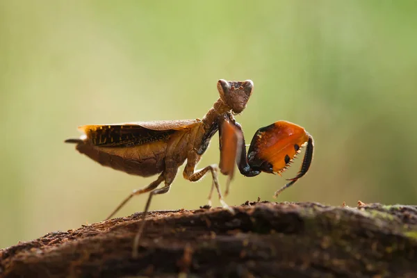 Esta Mantis Está Por Encima Punta Planta Helecho Que Aún — Foto de Stock