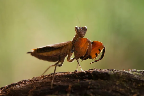 Esta Mantis Está Por Encima Punta Planta Helecho Que Aún — Foto de Stock