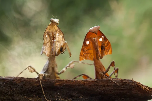 Tato Kudlanka Nad Špičkou Kapradiny Která Ještě Úplně Neotevřela Tato — Stock fotografie