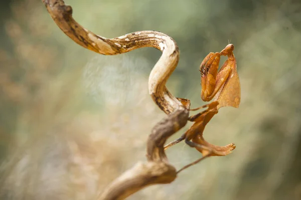 Esta Mantis Está Por Encima Punta Planta Helecho Que Aún — Foto de Stock