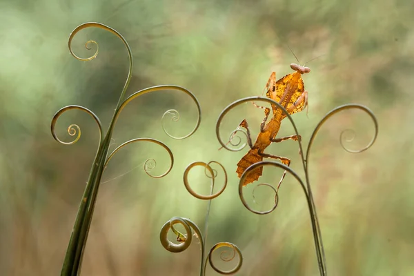 Este Mantis Está Acima Ponta Planta Samambaia Que Ainda Não — Fotografia de Stock