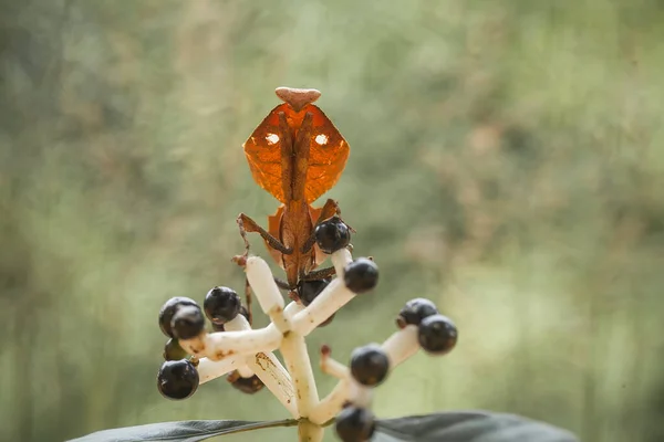 这种螳螂在尚未完全开放的蕨类植物顶部之上 这种植物在热带森林中广泛存在 这种螳螂很高兴在那里等待猎物的到来 — 图库照片