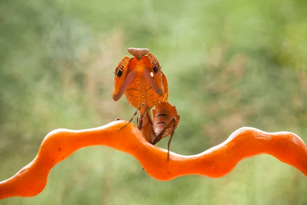 Este Mantis Está Acima Ponta Planta Samambaia Que Ainda Não — Fotografia de Stock