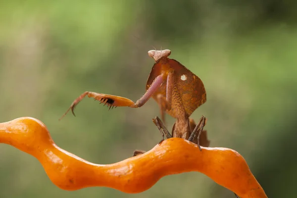 Este Mantis Está Acima Ponta Planta Samambaia Que Ainda Não — Fotografia de Stock