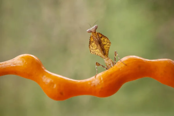 Diese Gottesanbeterin Befindet Sich Oberhalb Der Spitze Der Farnpflanze Die — Stockfoto