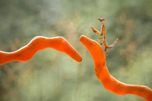 Esta Mantis Está Por Encima Punta Planta Helecho Que Aún — Foto de Stock