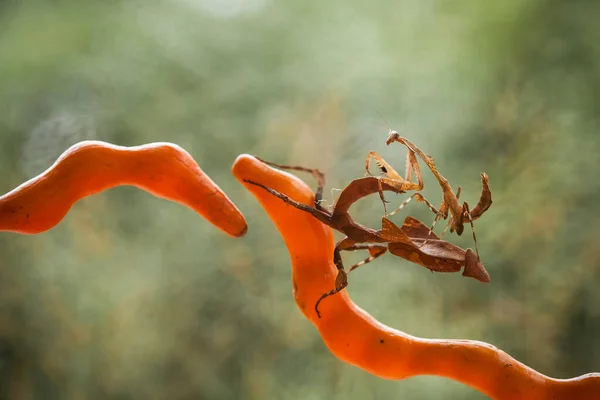 Deze Bidsprinkhaan Boven Het Puntje Van Varenplant Die Nog Niet — Stockfoto