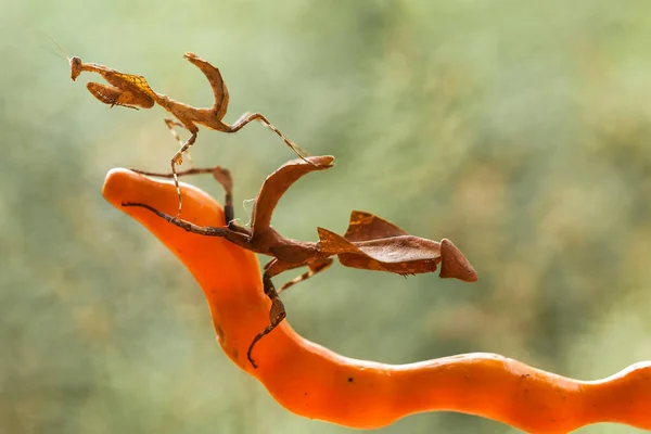 Diese Gottesanbeterin Befindet Sich Oberhalb Der Spitze Der Farnpflanze Die — Stockfoto